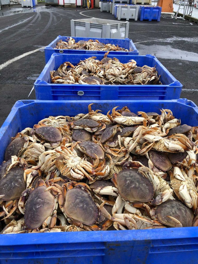 crabs in large bins on dock