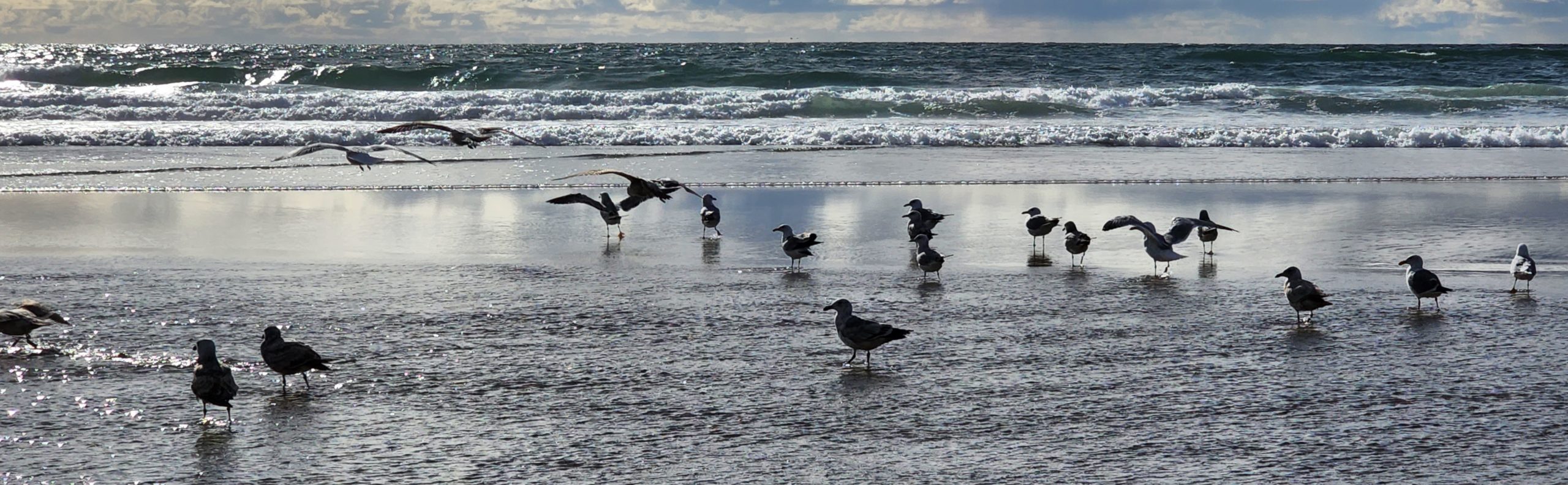 Gulls on the Beach
