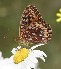 Silverspot Butterfly