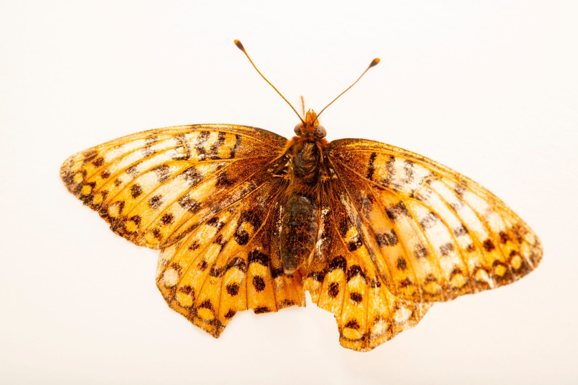 Oregon Silverspot Butterfly